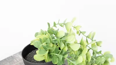 a green plant in a black pot on a table at Modern 1BR Condo in Church Yonge Corridor in Toronto
