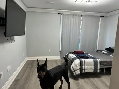 a black dog standing in a room with a bed at Oshawa Connect - Prime Location, Modern Space in Oshawa
