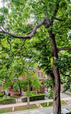 a group of trees in front of a building at Hazelton Heritage in Toronto