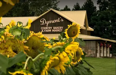 a group of sunflowers in front of a building at Country Roads Dwelling in Hamilton