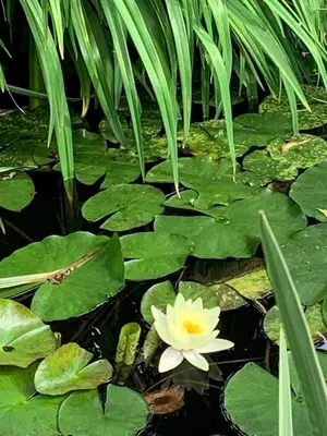 a white water lily in a pond with green leaves at Matisse B&B in Niagara on the Lake