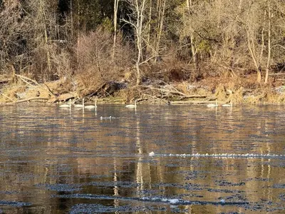 a group of ducks swimming in a body of water at Grand River Entire Cottage near Cambridge and Brantford in Cambridge
