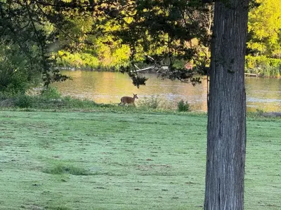 a deer standing in a field next to a body of water at Grand River Entire Cottage near Cambridge and Brantford in Cambridge