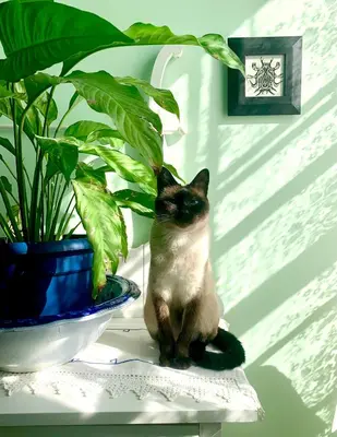 a cat sitting on a table next to a potted plant at The House of Elsie Bed and Breakfast in Niagara on the Lake
