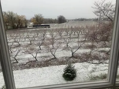 a window view of a snow covered field with trees at The House of Elsie Bed and Breakfast in Niagara on the Lake