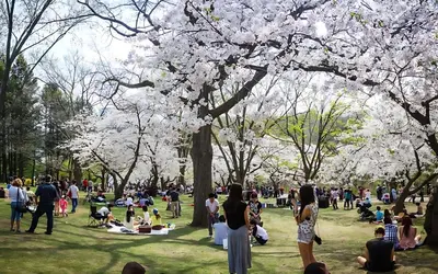 a crowd of people in a park with cherry trees at Westend Suites - Beautifully Furnished 3BR Apartment Close to High Park in Toronto