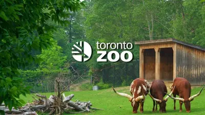 three animals with horns grazing in a field with a sign at 5mins Shopping, Stylish Modern 2BR Kitchen Suite in Markham in Markham