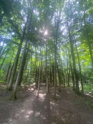 a forest of trees with the sun shining through them at Duncan in Kimberley