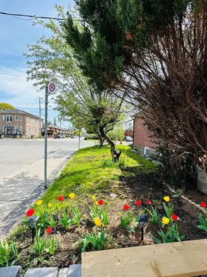 a dog standing in a flower bed next to a street at Relax in East York Space Share in Toronto