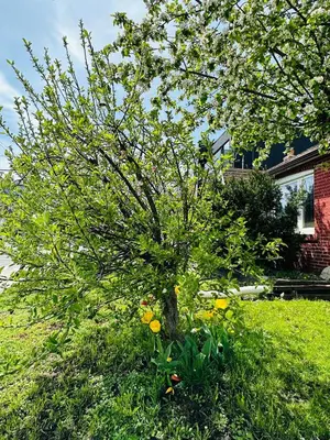 a tree in the middle of a yard with yellow flowers at Relax in East York Space Share in Toronto