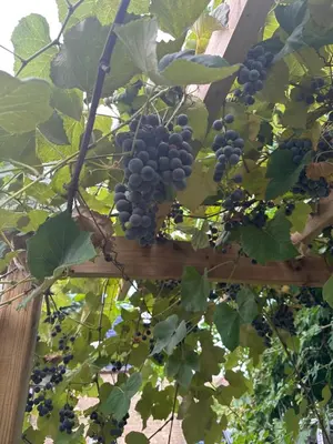 a bunch of grapes hanging from a plant at Tom home in Toronto