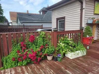 a deck with flowers and plants on a house at 75 inch high mud house with separate entrance and exit, one bedroom, one living room, private bathroom, there is a cute cat, a few minutes walk to many restaurants, 8 minutes drive to the big waterfall in Niagara Falls