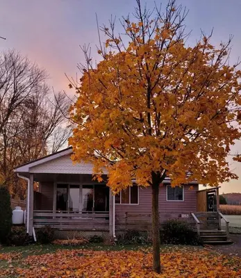 a house with a tree in front of it at Lake-Access Cottage- Hot Tub, Fireplace&Pool Table in Bewdley
