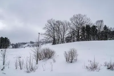 a snow covered field with trees and bushes at Slopeside Haven - Ski-In Ski-Out Adventure Base in Blue Mountains