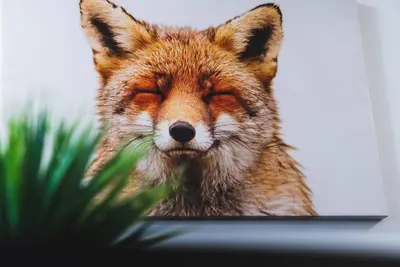 a close up of a fox looking at a computer screen at The Fox Den - Modern Condo Collingwood - Sleeps 5 in Collingwood