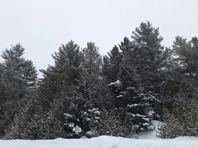 a group of pine trees with snow on them at Elderado A-Frame