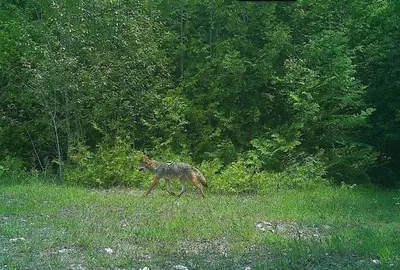 a coyote walking in the grass in a field at Elderado A-Frame