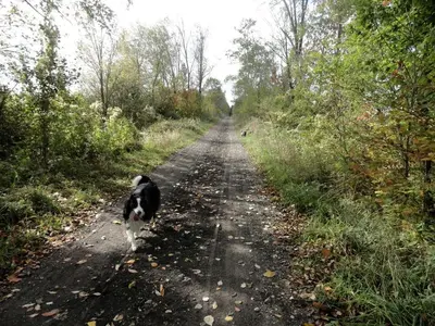 a black and white dog walking down a dirt road at Cute Cozy Tiny House Surrounded by Trees for a Unique Couples Escape in Mt Forest, Ontario in Mount Forest