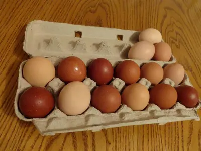 a crate of eggs on a wooden table at Cute Cozy Tiny House Surrounded by Trees for a Unique Couples Escape in Mt Forest, Ontario in Mount Forest