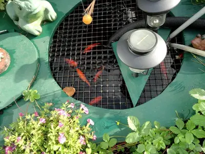 an overhead view of a koi fish in a pond at Cute Cozy Tiny House Surrounded by Trees for a Unique Couples Escape in Mt Forest, Ontario in Mount Forest