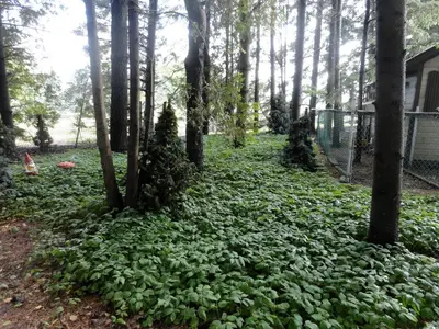a pile of leaves on the ground next to trees at Cute Cozy Tiny House Surrounded by Trees for a Unique Couples Escape in Mt Forest, Ontario in Mount Forest