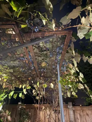 a ceiling with a bunch of plants at Hespeler Haven Hideaway in Cambridge