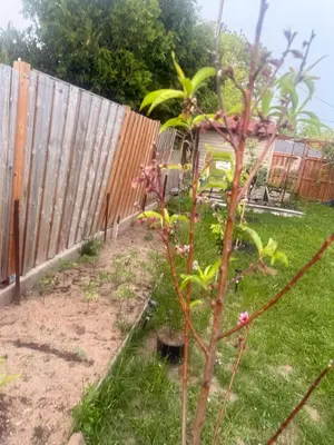 a garden with a fence and a plant at Hespeler Haven Hideaway in Cambridge