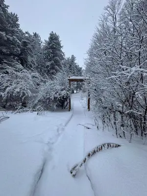 a snow covered path with trees and a gazebo at Peaceful Forest Retreat with Fire Pit and BBQ near Mansfield Ski Club in Mulmur