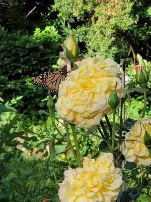 a butterfly sitting on top of a yellow rose at Charlotte Garden Bed and Breakfast in Niagara on the Lake