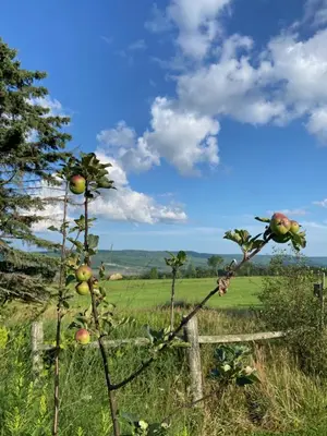 an apple tree in a field with a fence at Beaver Valley Farmhouse with Pool & Stunning Views in Kimberley