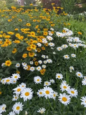 a bunch of white and yellow flowers in a field at Warm, Stylish Edwardian Escape in Downtown Meaford in Meaford