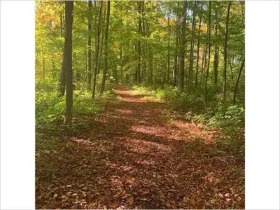 a dirt road in a forest with leaves on the ground at Prime Waterfront Cottage on Sandbanks Area Resort in Cherry Valley