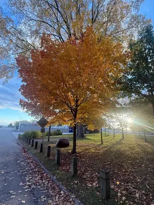 a tree in a park with fall leaves on it at Central Signature Stay Downtown-Direct Transit to BMO Field Union & Free Wifi in Toronto