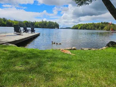 a dock with chairs and two ducks in the water at Olga's Bay Lakehouse in Minett
