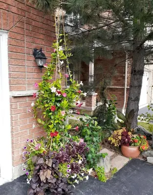 a bunch of flowers hanging from a brick wall at Zen-out Home in Mississauga