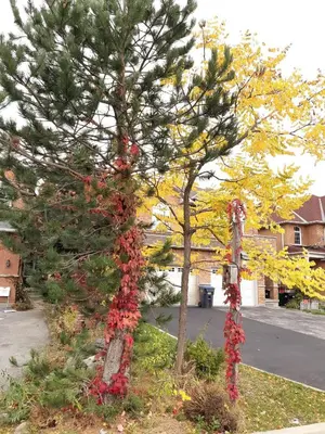 a christmas tree with red flowers on it next to a street at Zen-out Home in Mississauga