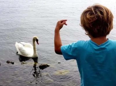 a young boy pointing at a swan in the water at Sandbanks Beach Cottage in West Lake