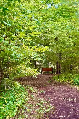 a bench sitting in the middle of a forest at Charming private Guest Suite near Thermea Spa in Whitby