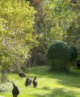 a group of chickens walking in the grass at Licensed-8 Acre Estate, Trail & Stream with 3 Beds in Hamilton