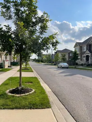 a tree on the side of a street with a car at One bedroom and studio Basement Apartment unit sleeps 4 in Oakville
