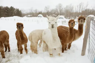 a group of llamas standing in the snow at 'Twilight' Boho-Luxe Glamping Dome at Marmora Retreat in Marmora