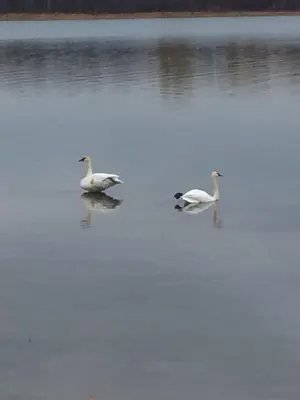 two ducks swimming in the water on a lake at Victoria Harbour Cottages in Victoria Harbour