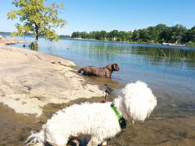 two sheep standing in the water next to a dog at All Tucked Inn in Waubaushene