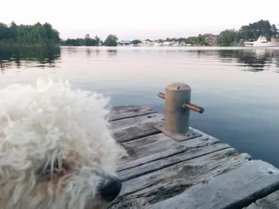 a dog laying on a dock on a body of water at All Tucked Inn in Waubaushene
