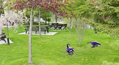 three birds walking in the grass in a park at Capri Inn in St. Catharines