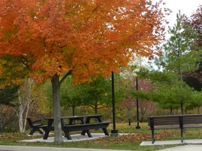 a park with two benches and a tree with orange leaves at Capri Inn in St. Catharines