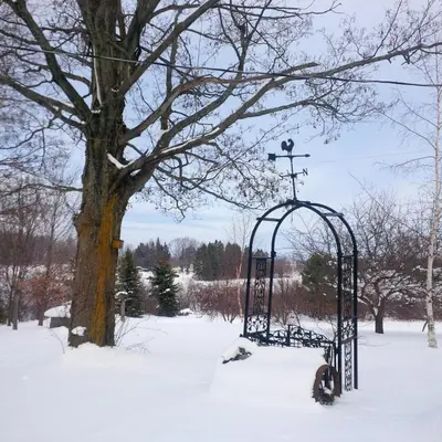 a gate in the snow next to a tree at Picturesque School House Retreat in Meaford