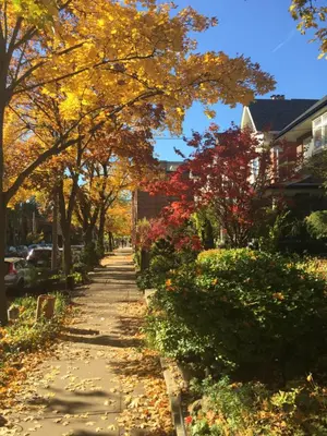 a tree lined sidewalk with fall leaves on it at Modern Design Studio in Toronto