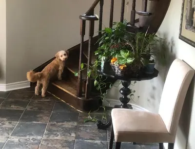 a dog sitting on the stairs next to a plant at Willow Pond Satellite B&B in Port Perry