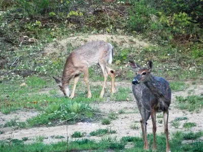 two deer standing in the grass in a field at Bear & Butterfly Bed and Breakfast in Gravenhurst